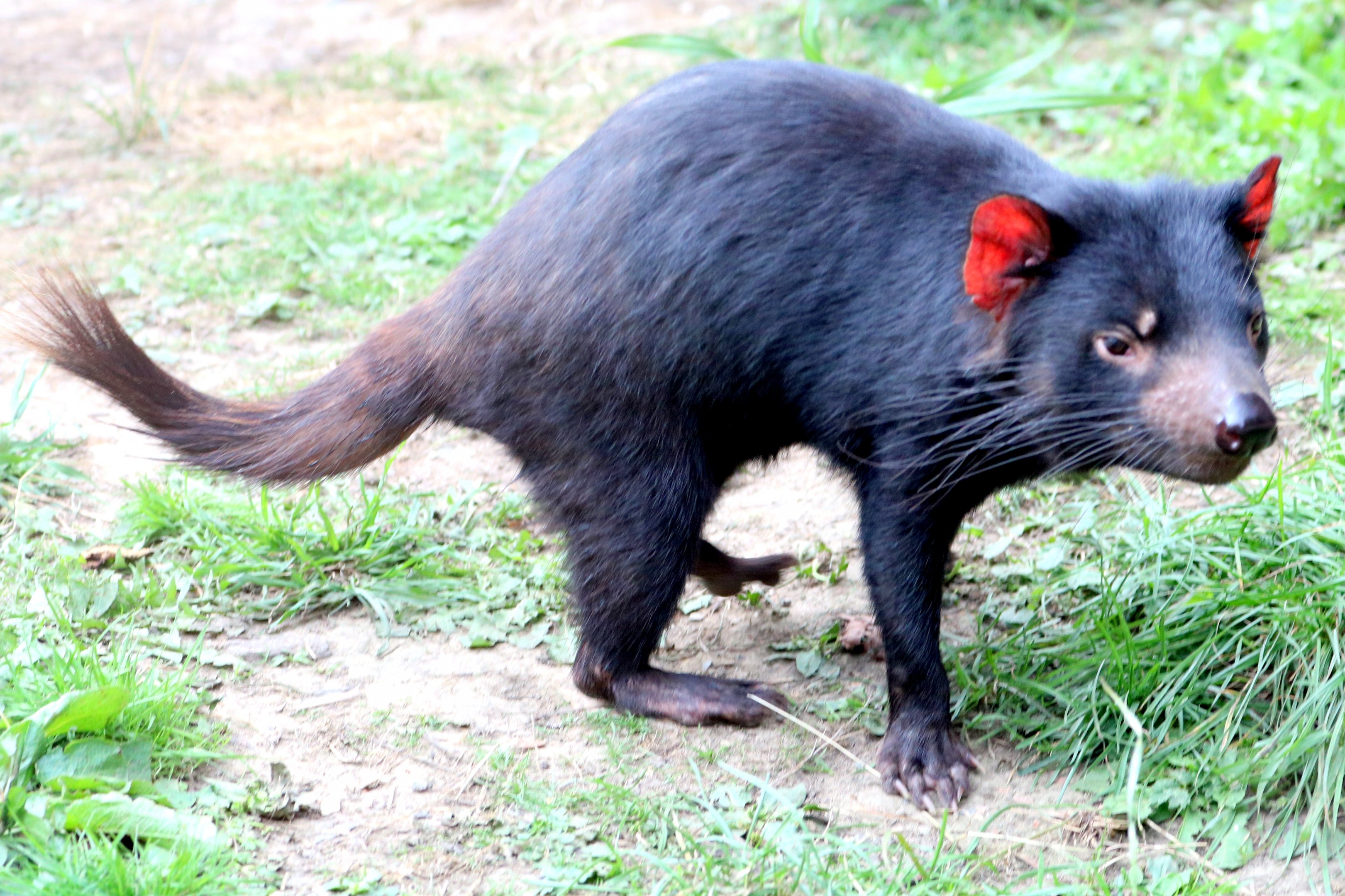 Tasmanian devil; Planckendael; 9th September 2018