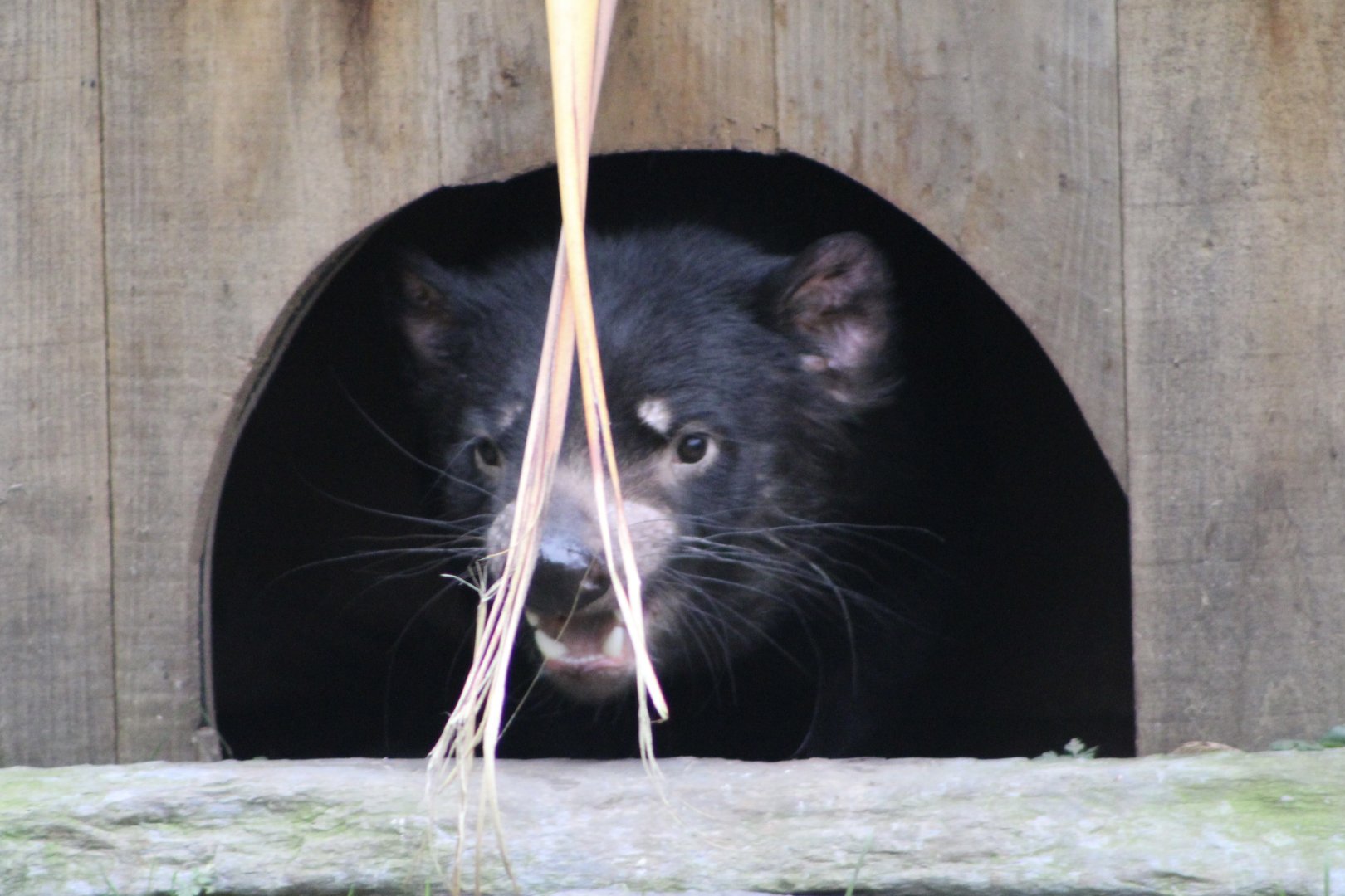 Tasmanian Devil Portrait (Sarcophilus harrisii)