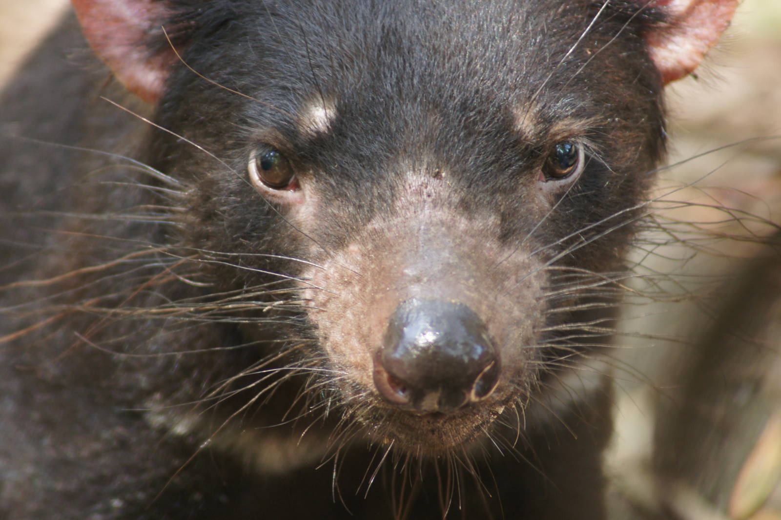 Tasmanian devil portrait