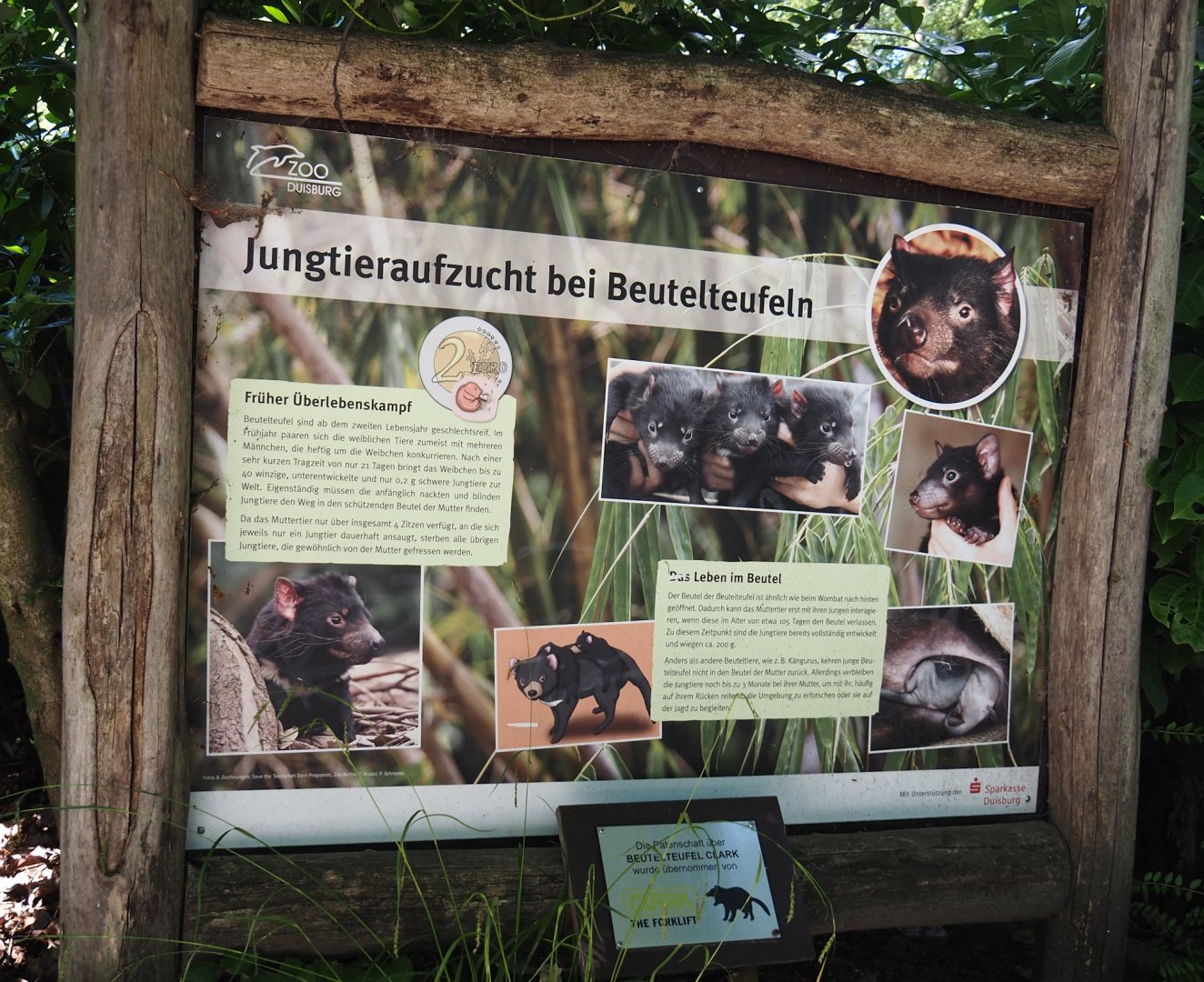 Tasmanian devil reproduction signage, 2024-06-08
