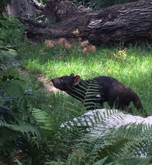 Tasmanian Devil (Sarcophilus harrisii) 12-8-2018