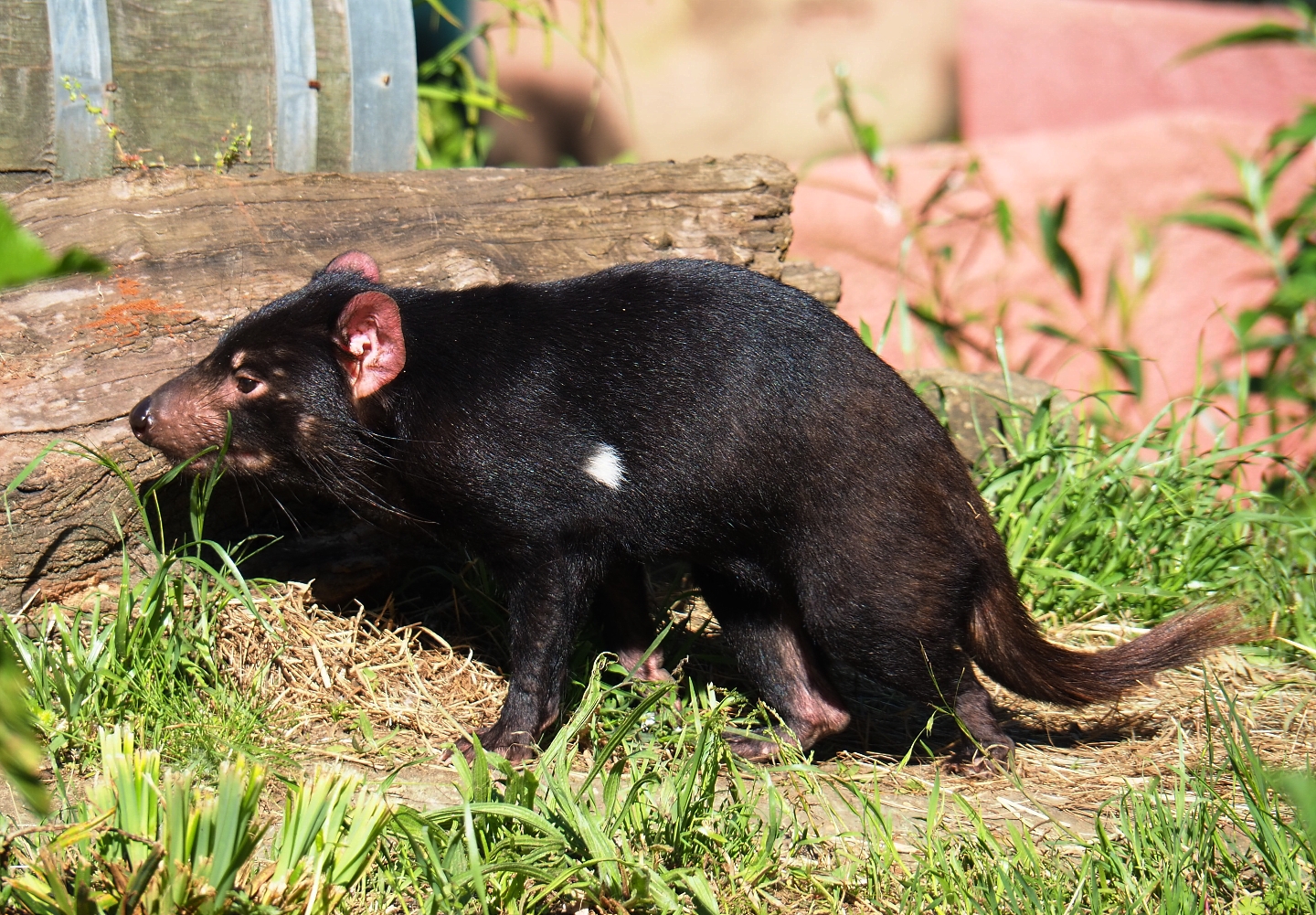 Tasmanian devil (Sarcophilus harrisii), 2019-05-31