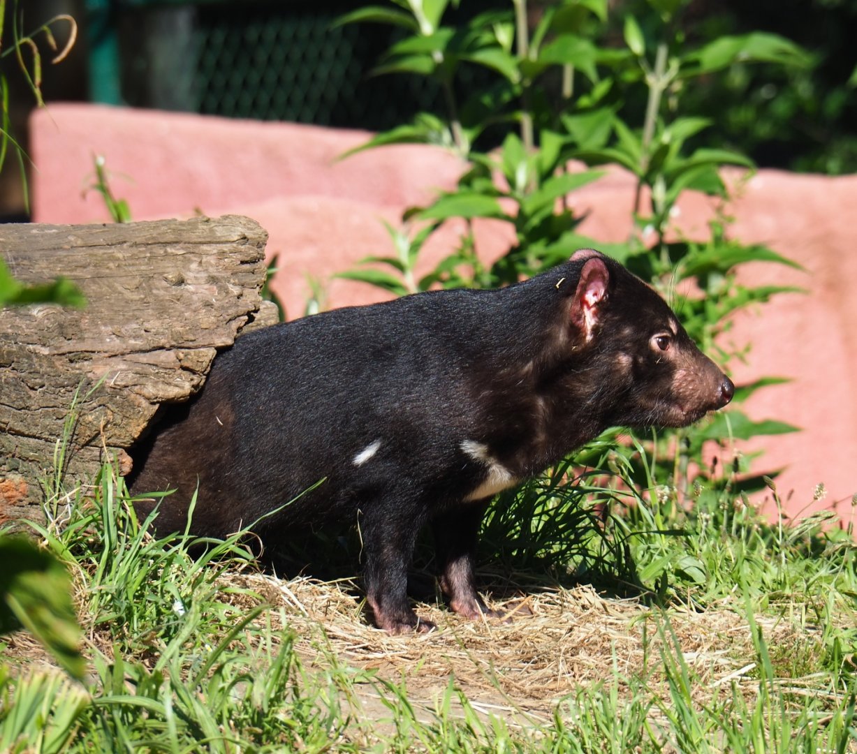 Tasmanian devil (Sarcophilus harrisii), 2019-05-31