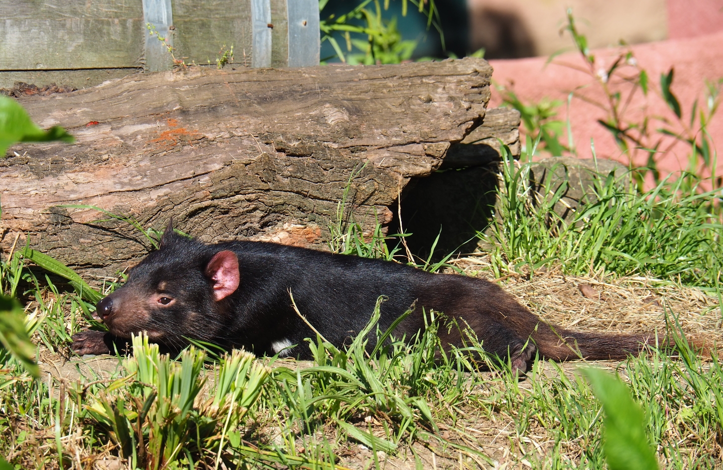Tasmanian devil (Sarcophilus harrisii), 2019-05-31