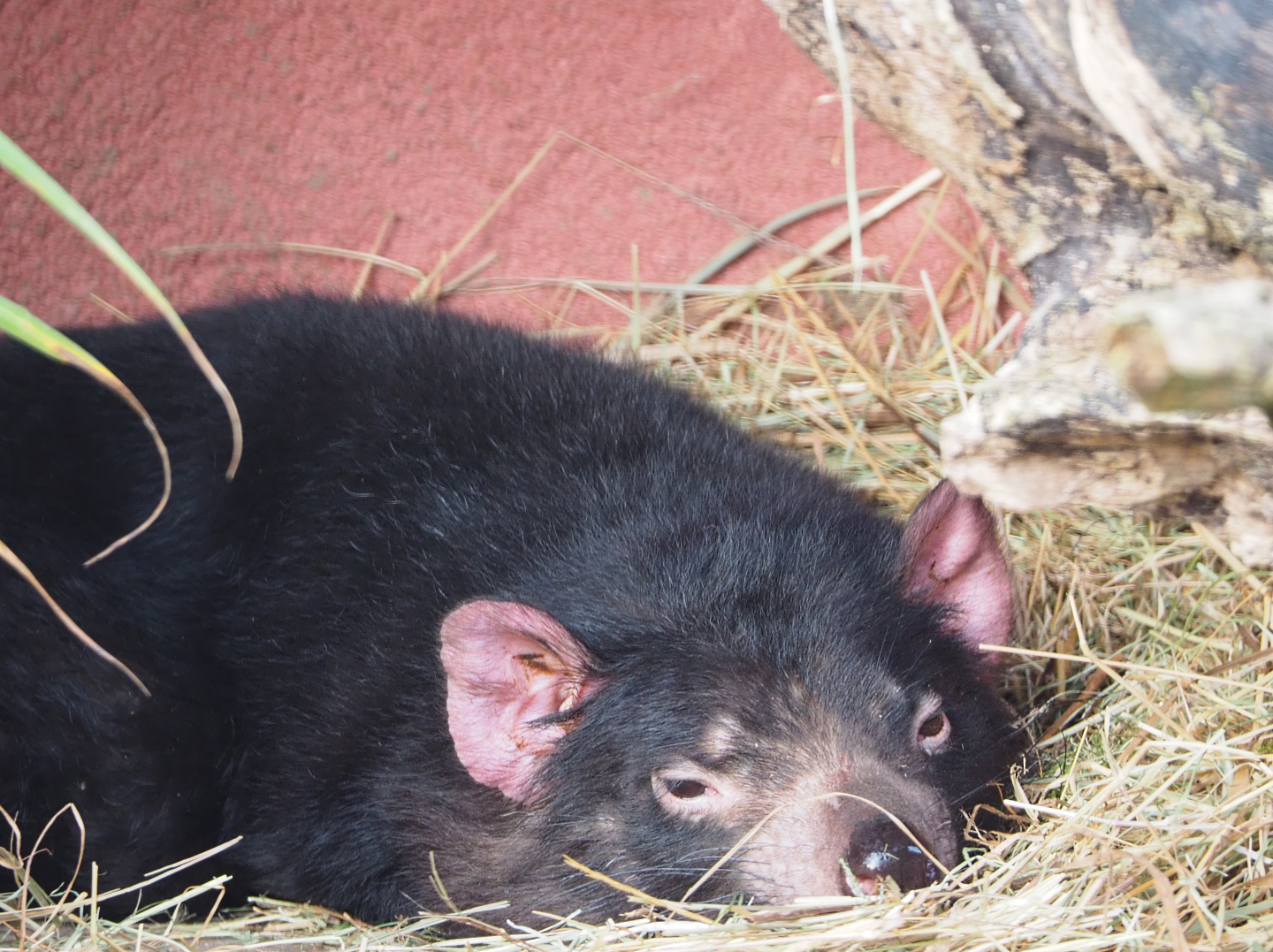 Tasmanian devil (Sarcophilus harrisii), 2020-01-11