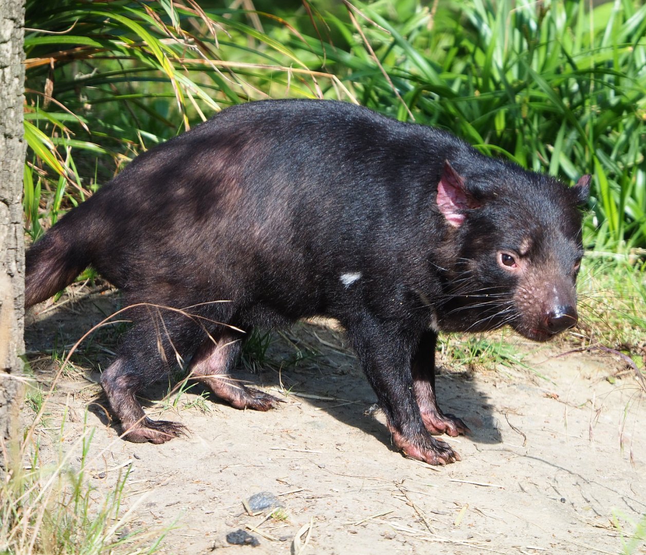 Tasmanian devil (Sarcophilus harrisii), 2020-06-12