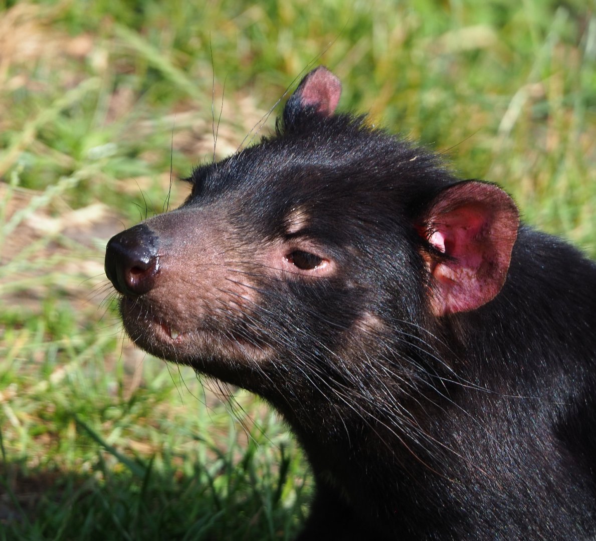 Tasmanian devil (Sarcophilus harrisii), 2020-06-12