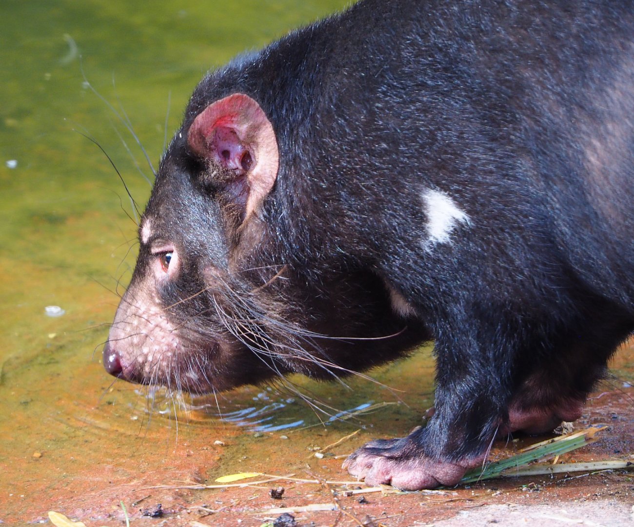 Tasmanian devil (Sarcophilus harrisii), 2020-08-15