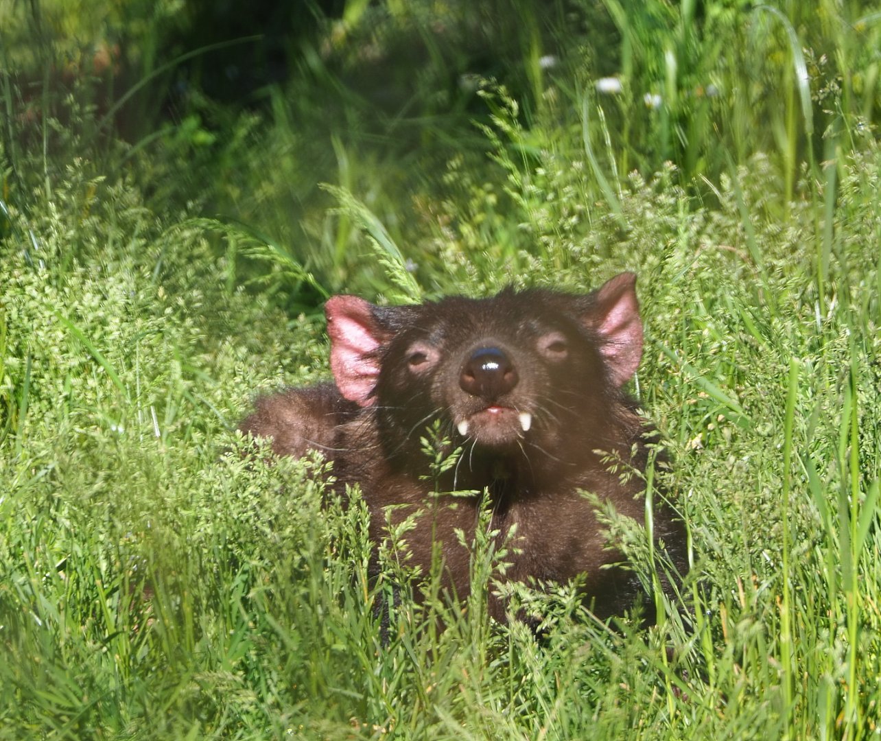 Tasmanian devil (Sarcophilus harrisii), 2021-06-01