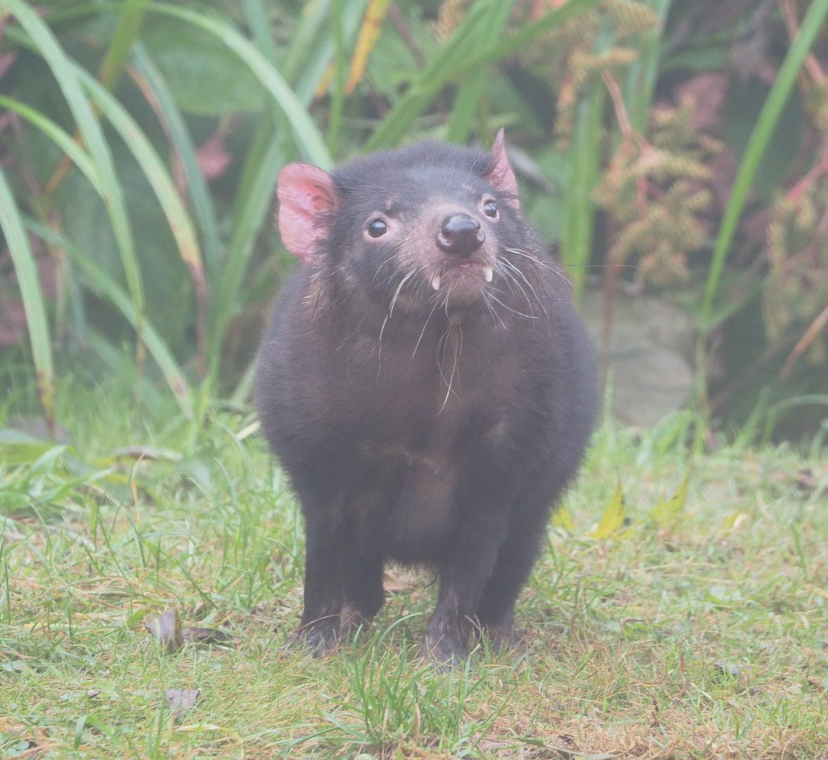 Tasmanian devil (Sarcophilus harrisii), 2021-10-10