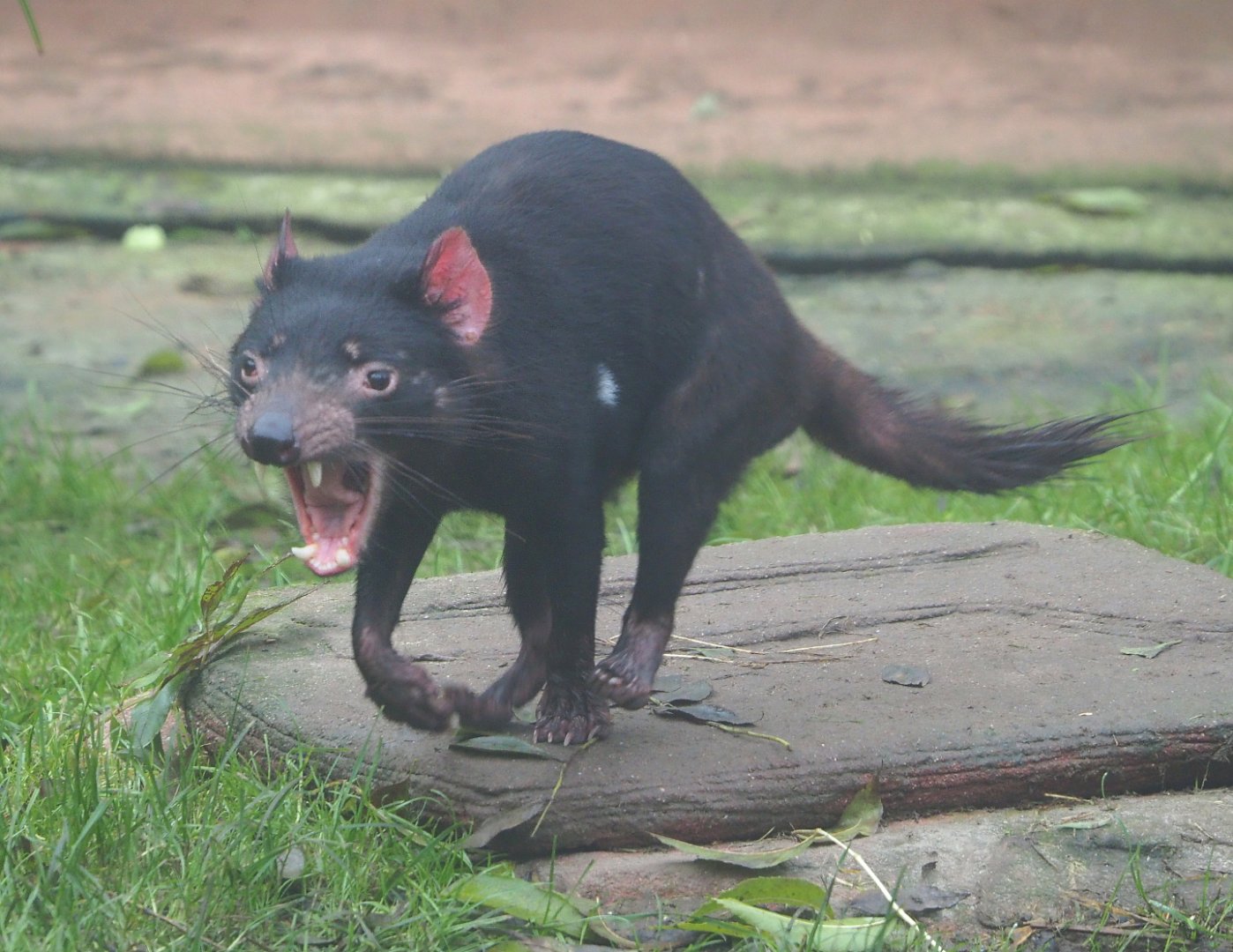 Tasmanian devil (Sarcophilus harrisii), 2021-10-10