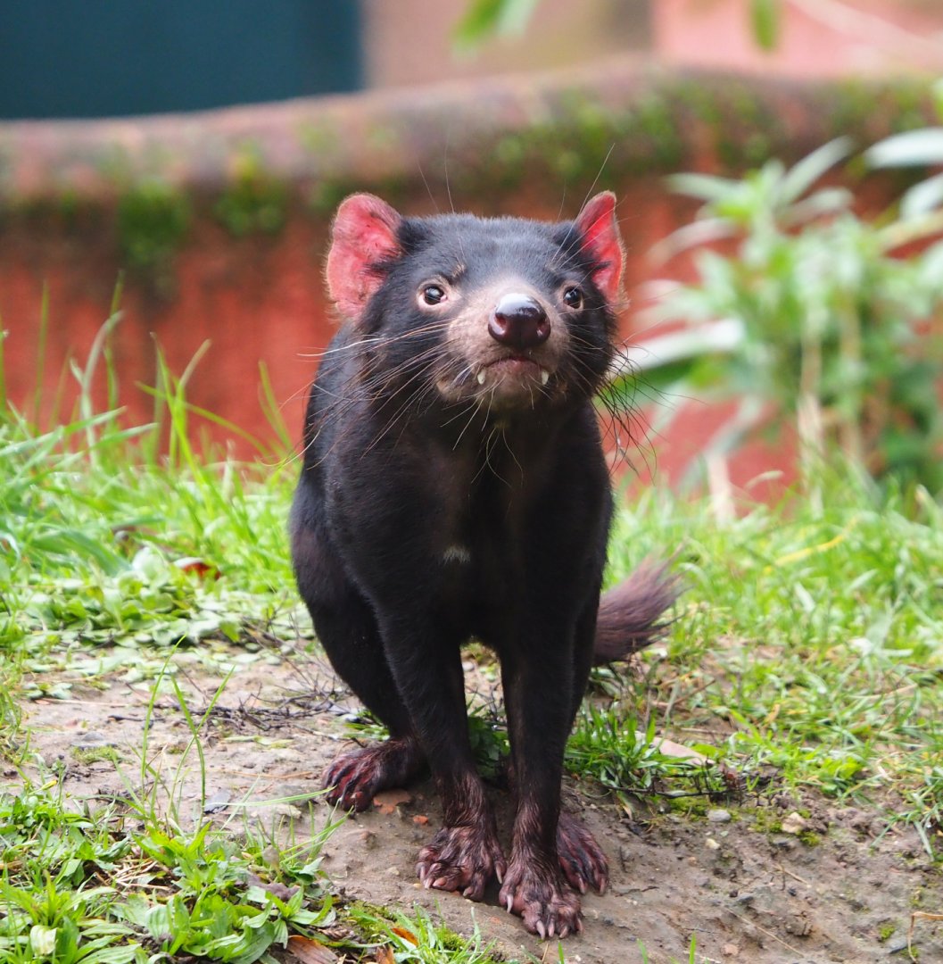 Tasmanian devil (Sarcophilus harrisii), 2021-11-06