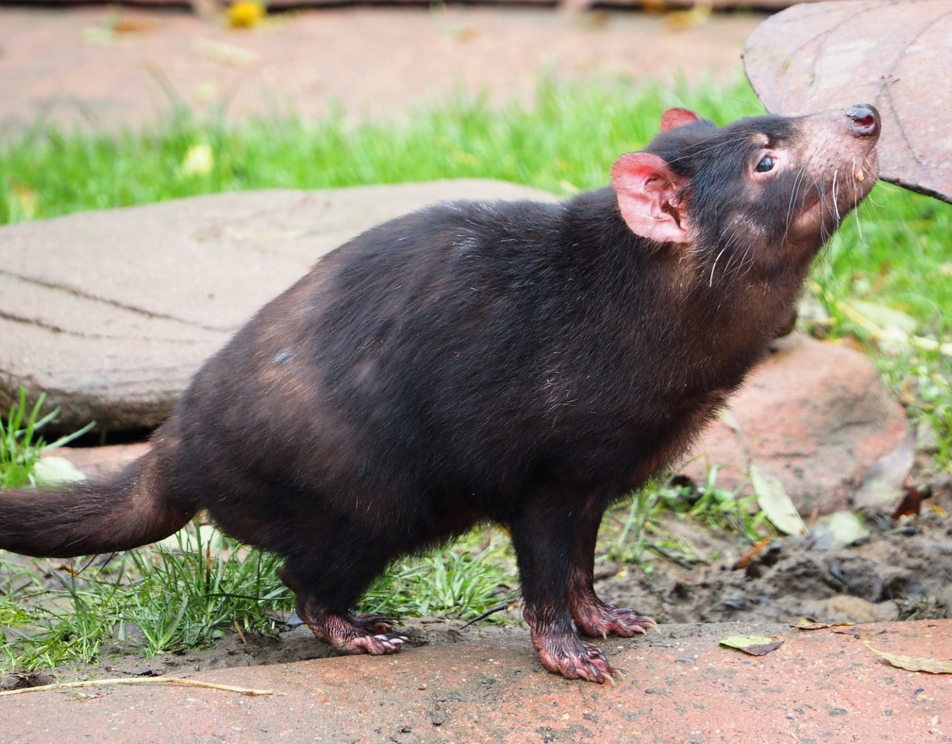 Tasmanian devil (Sarcophilus harrisii), 2021-11-06