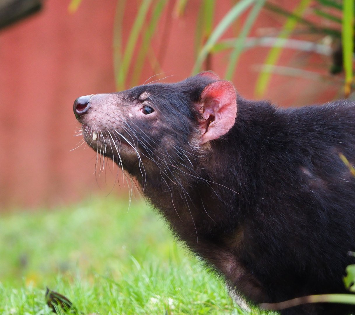 Tasmanian devil (Sarcophilus harrisii), 2021-11-06