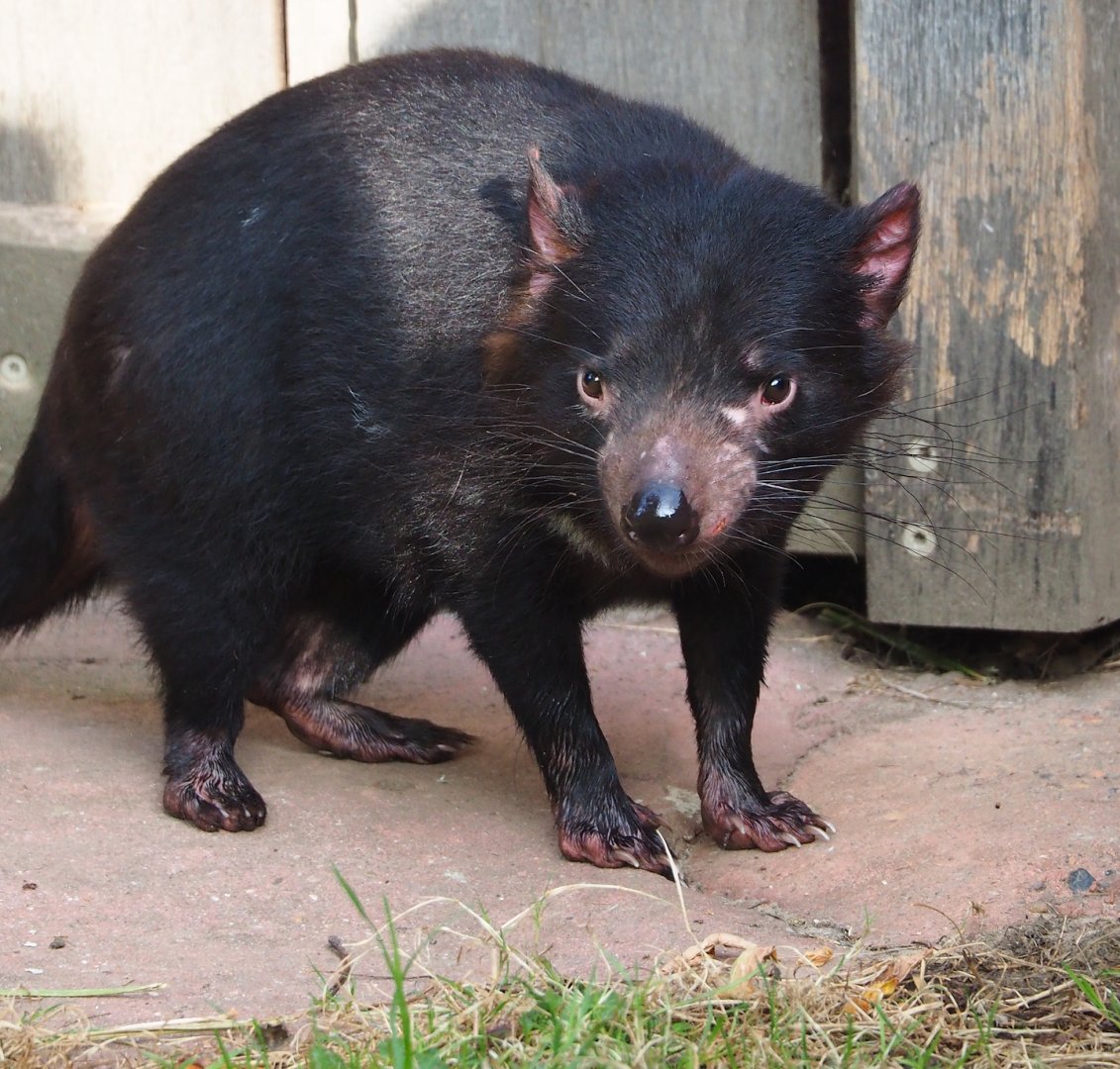 Tasmanian devil (Sarcophilus harrisii), 2023-10-04