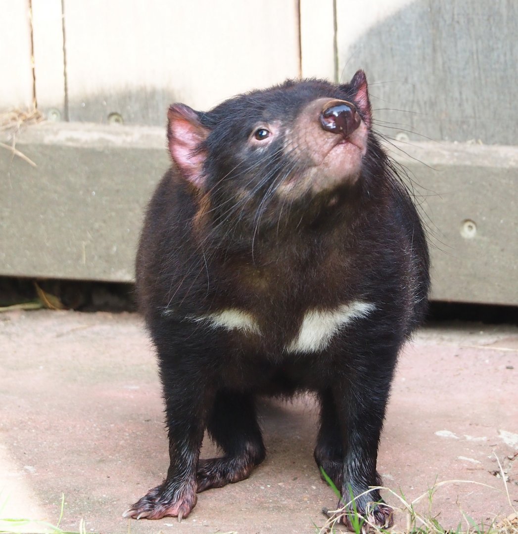 Tasmanian devil (Sarcophilus harrisii), 2023-10-04