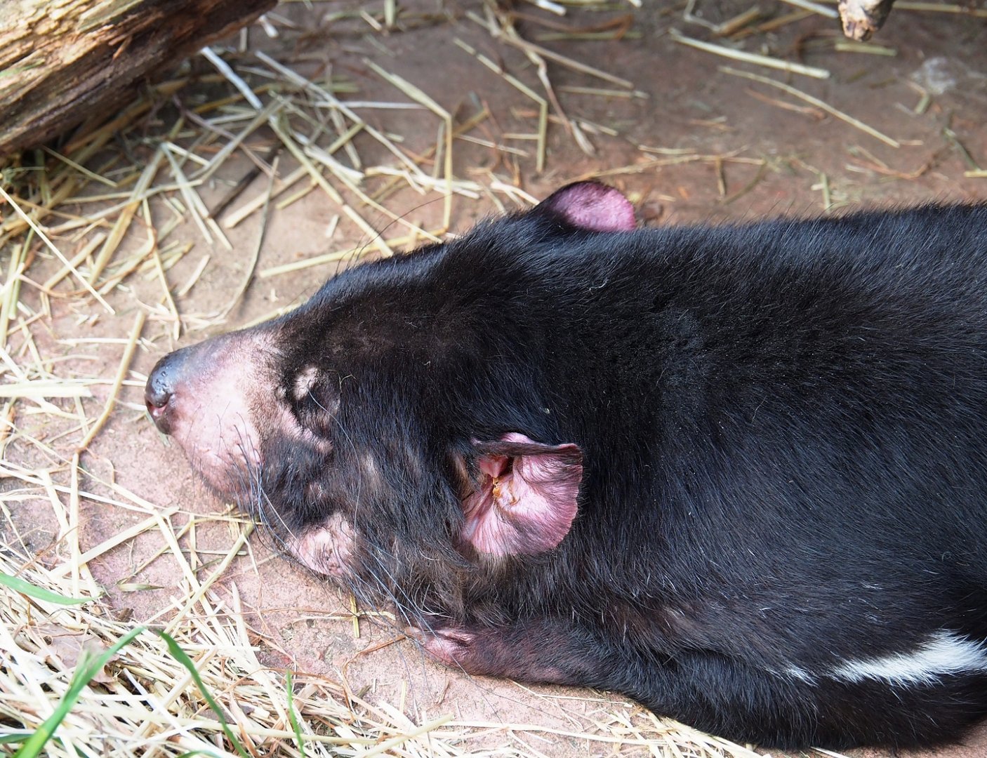 Tasmanian devil (Sarcophilus harrisii), 2024-03-04