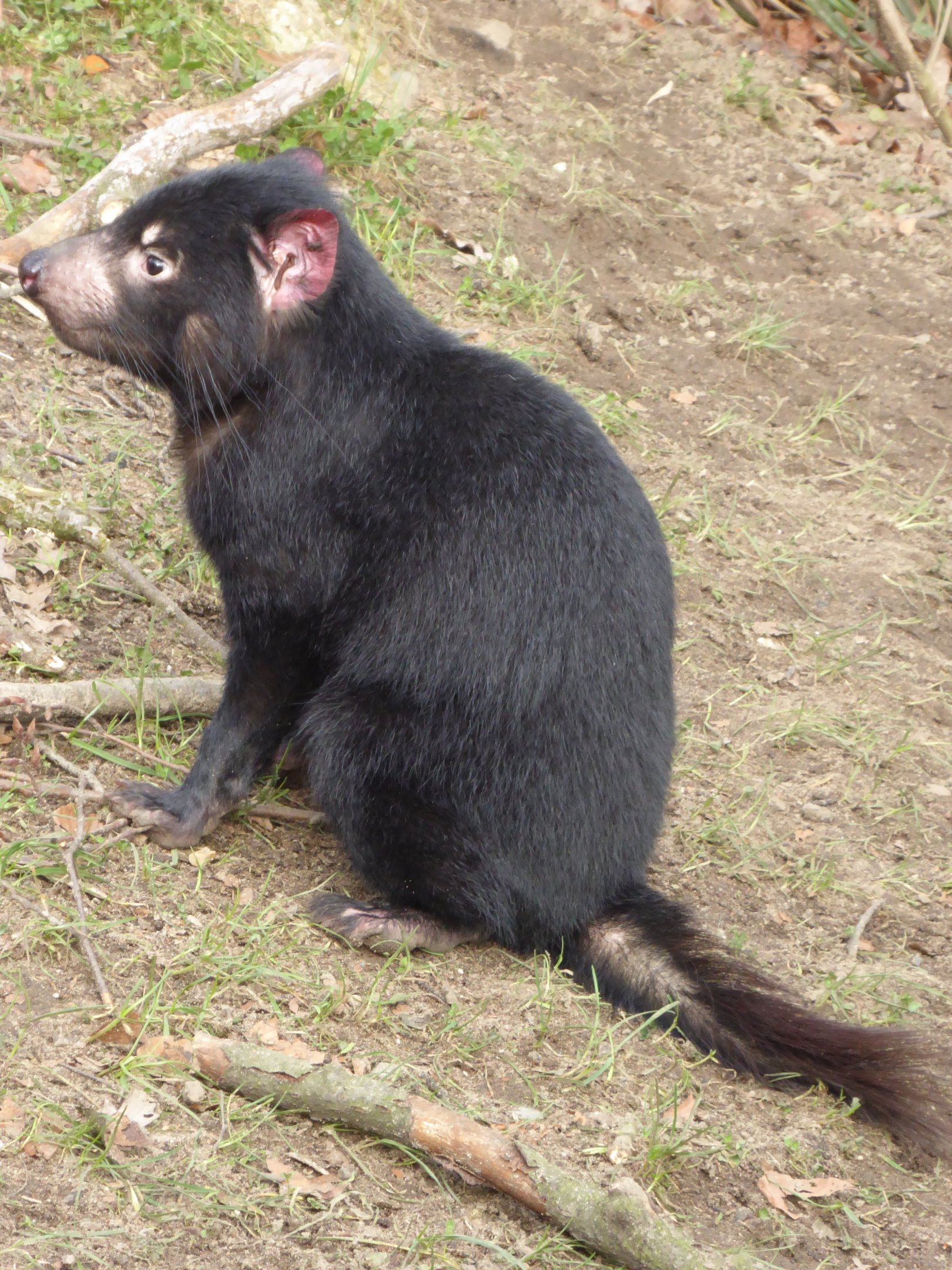Tasmanian Devil (Sarcophilus harrisii)  at Zoo Duisburg - February 6th 2018
