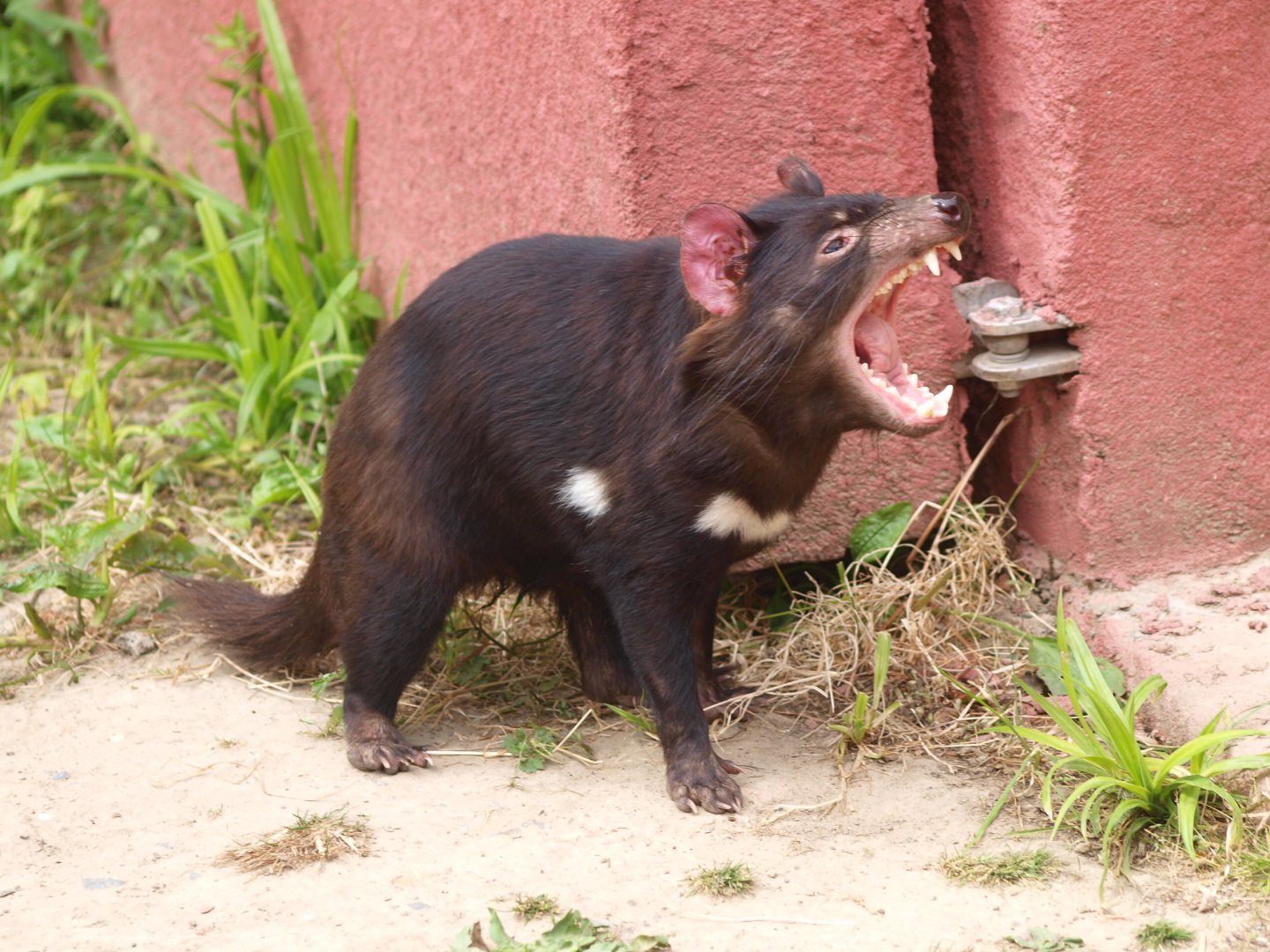 Tasmanian devil (Sarcophilus harrisii) dentition