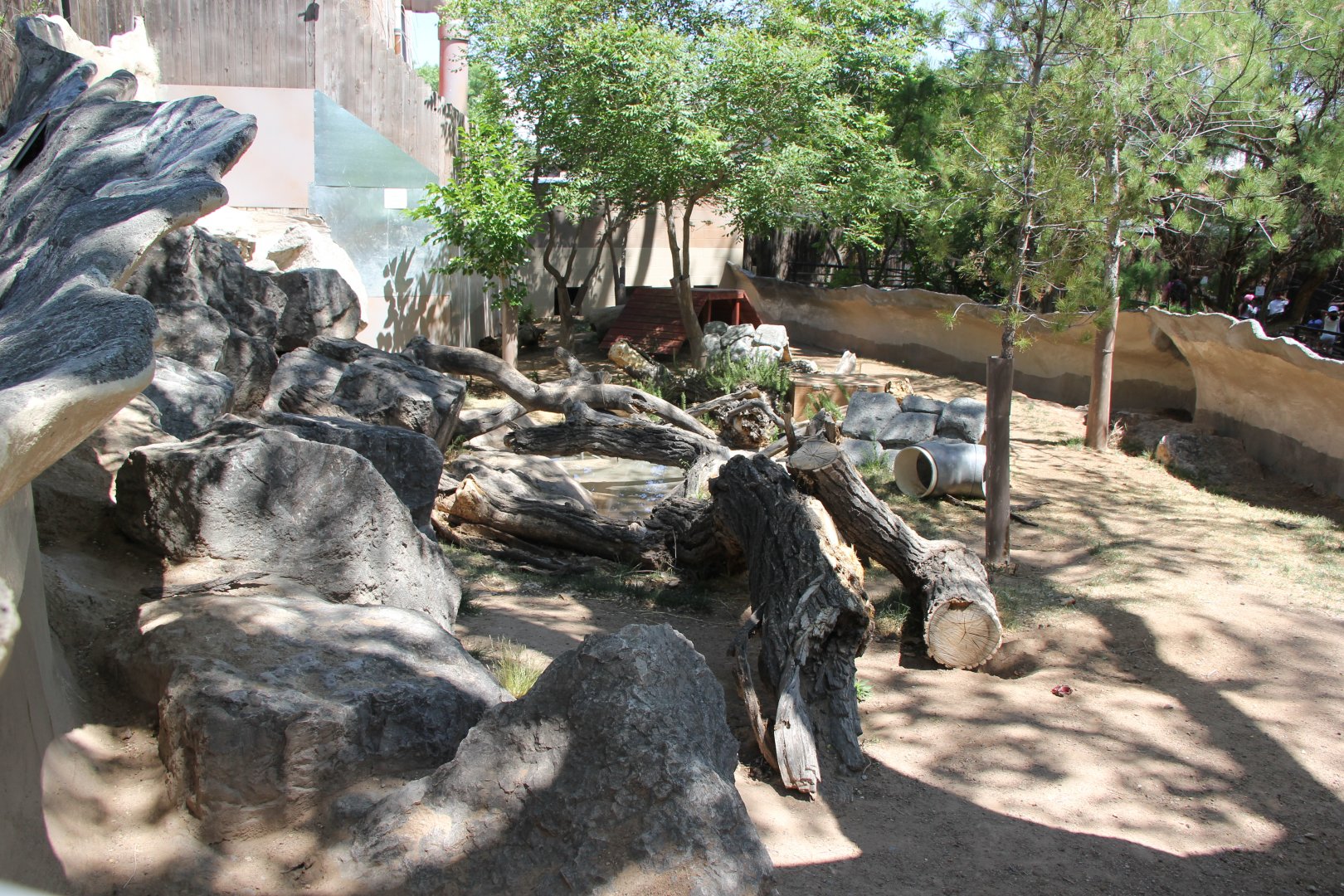 Tasmanian devil (Sarcophilus harrisii) exhibit