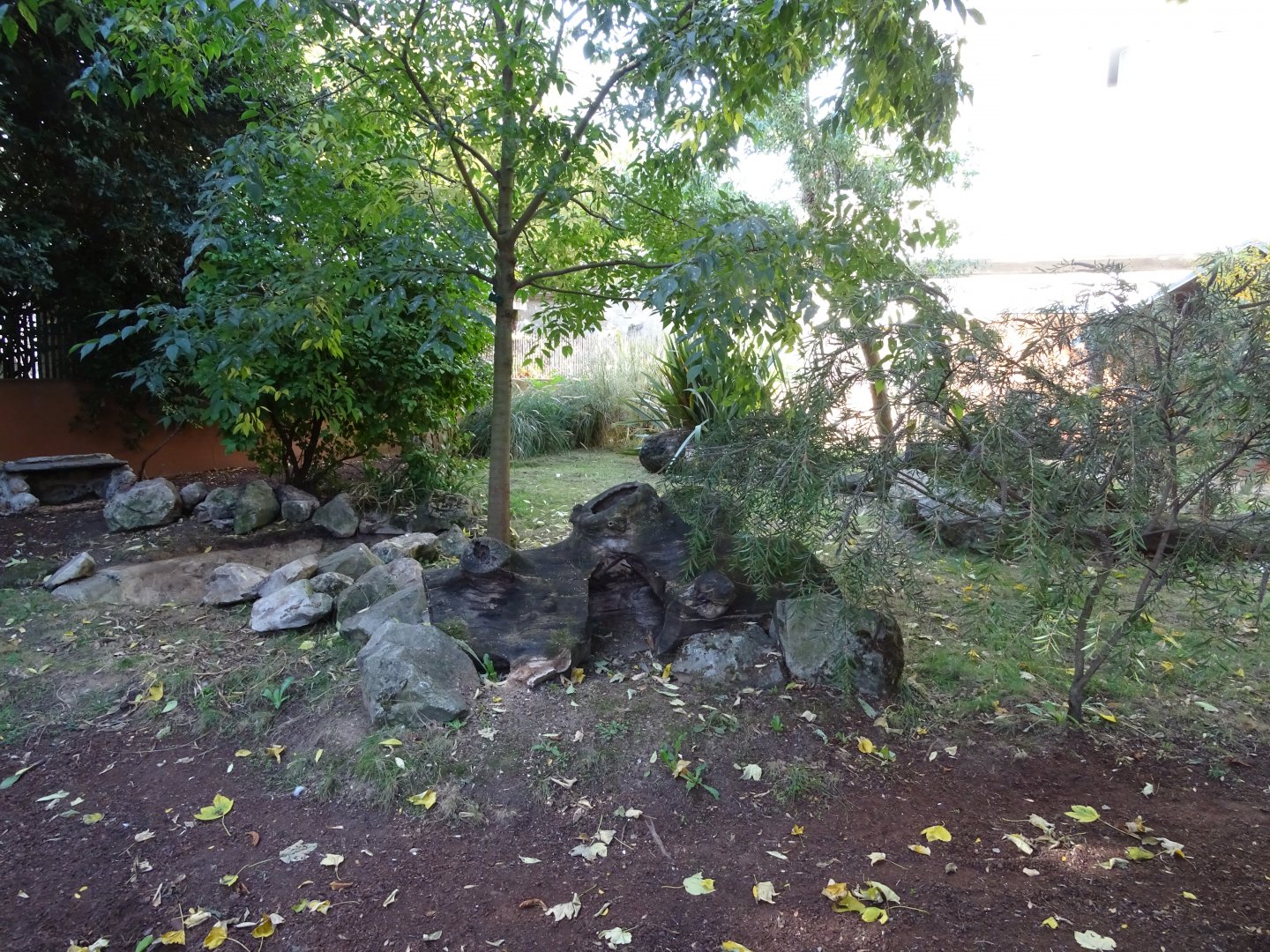Tasmanian devil (Sarcophilus harrisii) exhibit