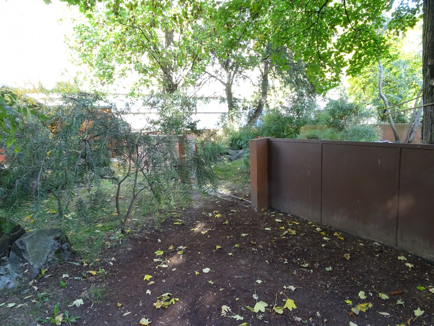 Tasmanian devil (Sarcophilus harrisii) exhibit