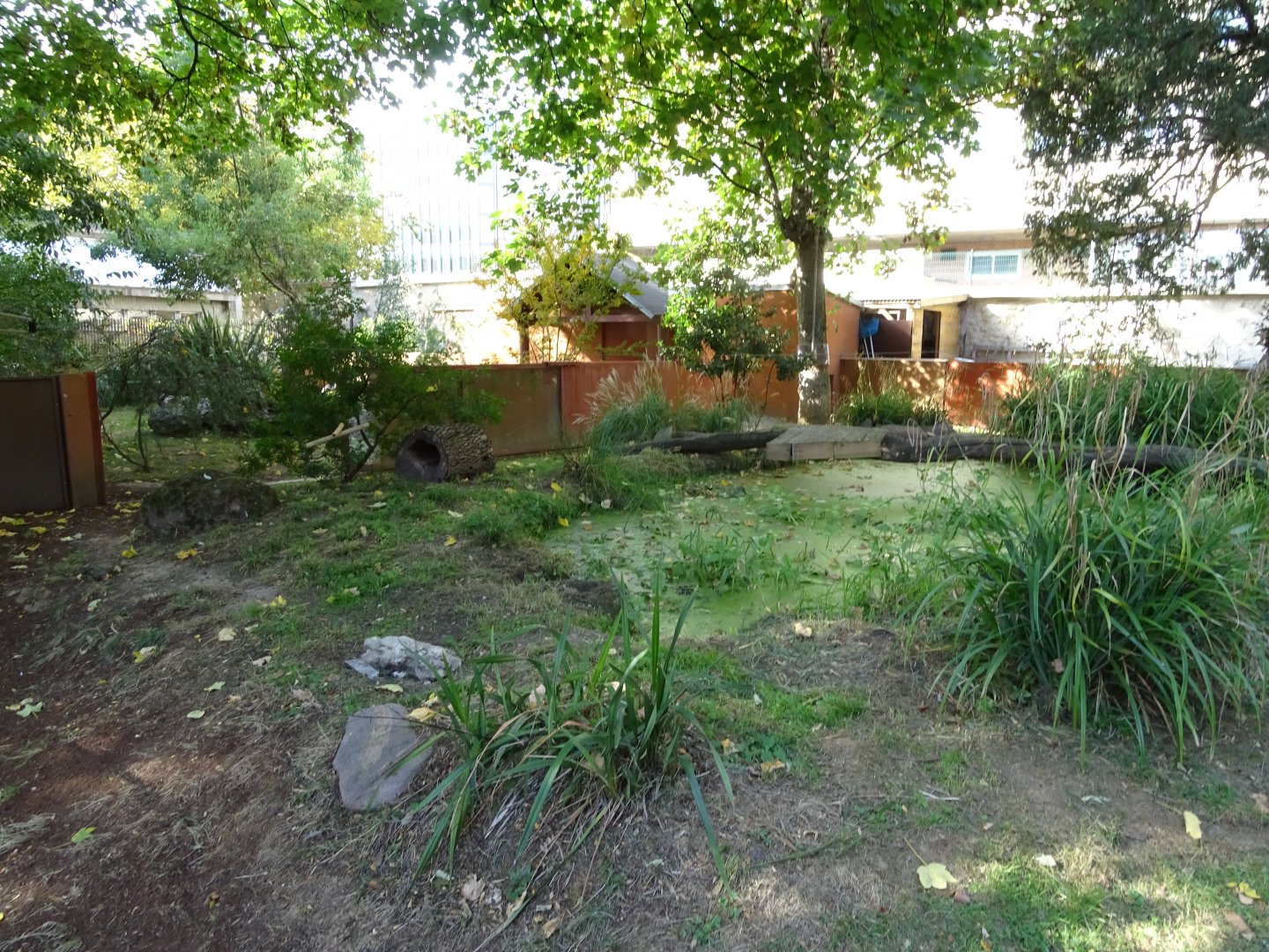 Tasmanian devil (Sarcophilus harrisii) exhibit