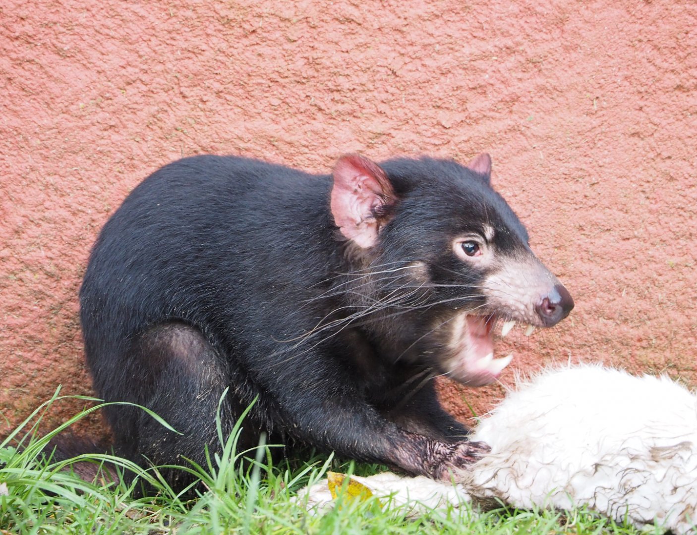 Tasmanian devil (Sarcophilus harrisii) feeding on rabbit carcass, 2021-12-07