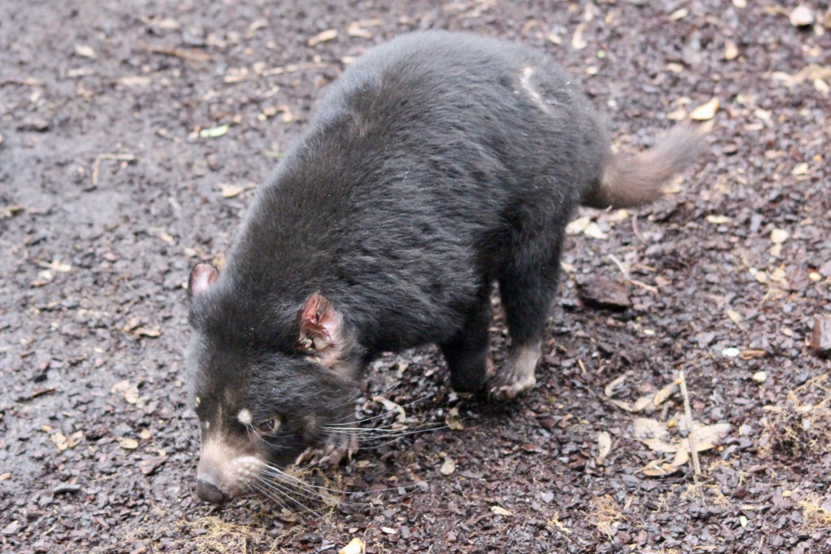 Tasmanian devil (Sarcophilus harrisii) - January 2025