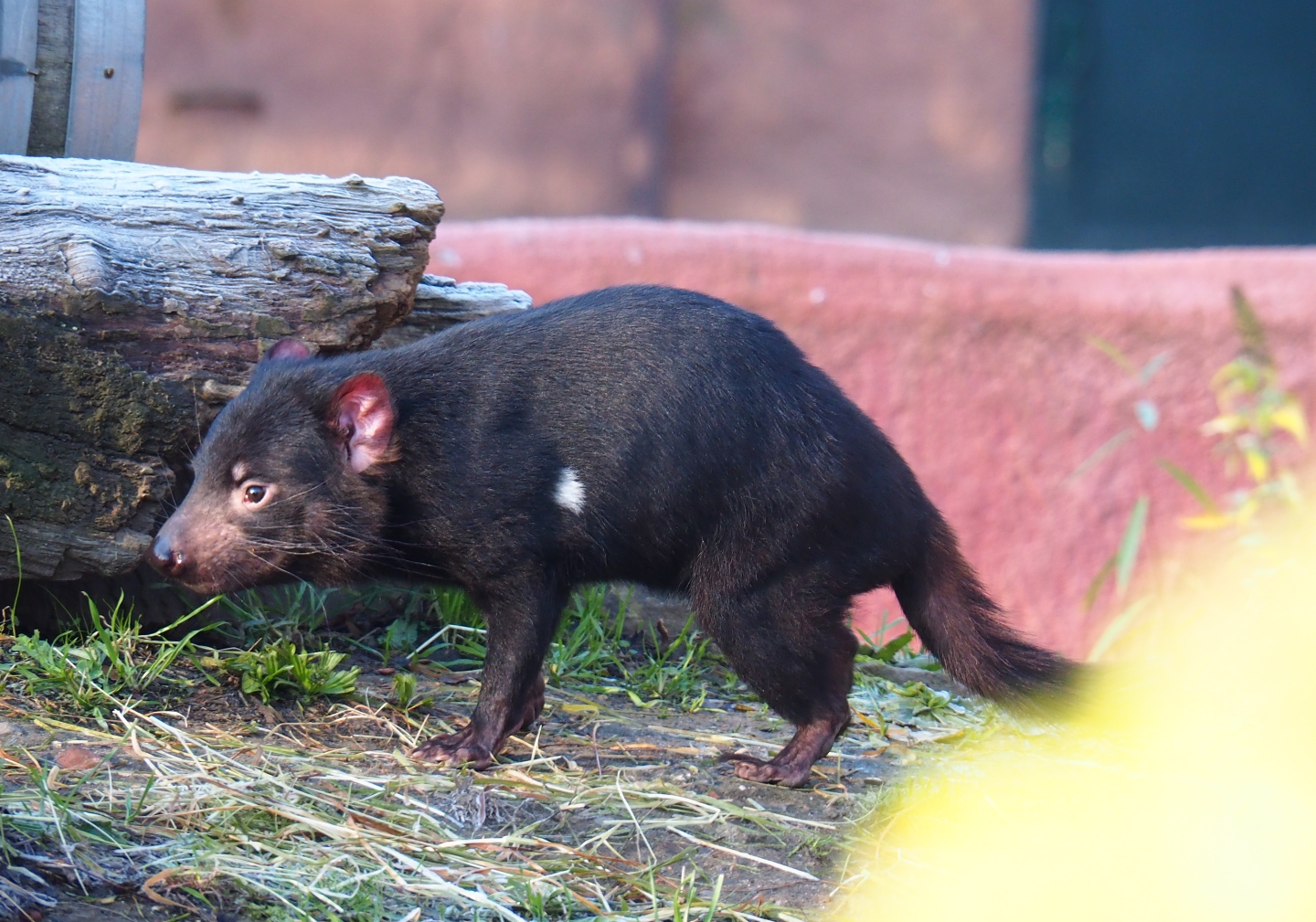 Tasmanian devil (Sarcophilus harrisii), Nov 18th, 2018