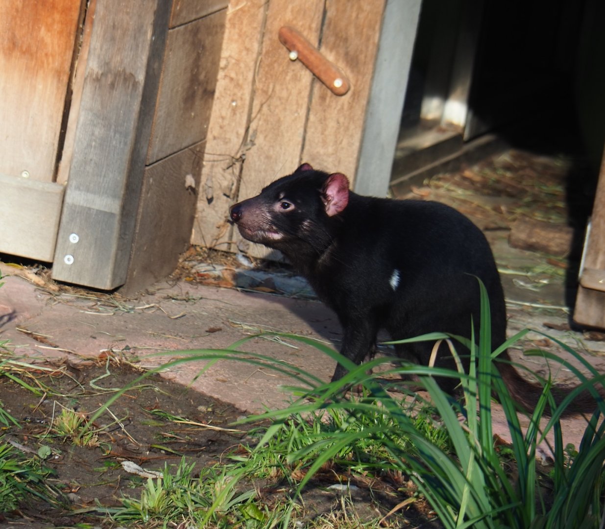 Tasmanian devil (Sarcophilus harrisii), Nov 18th, 2018