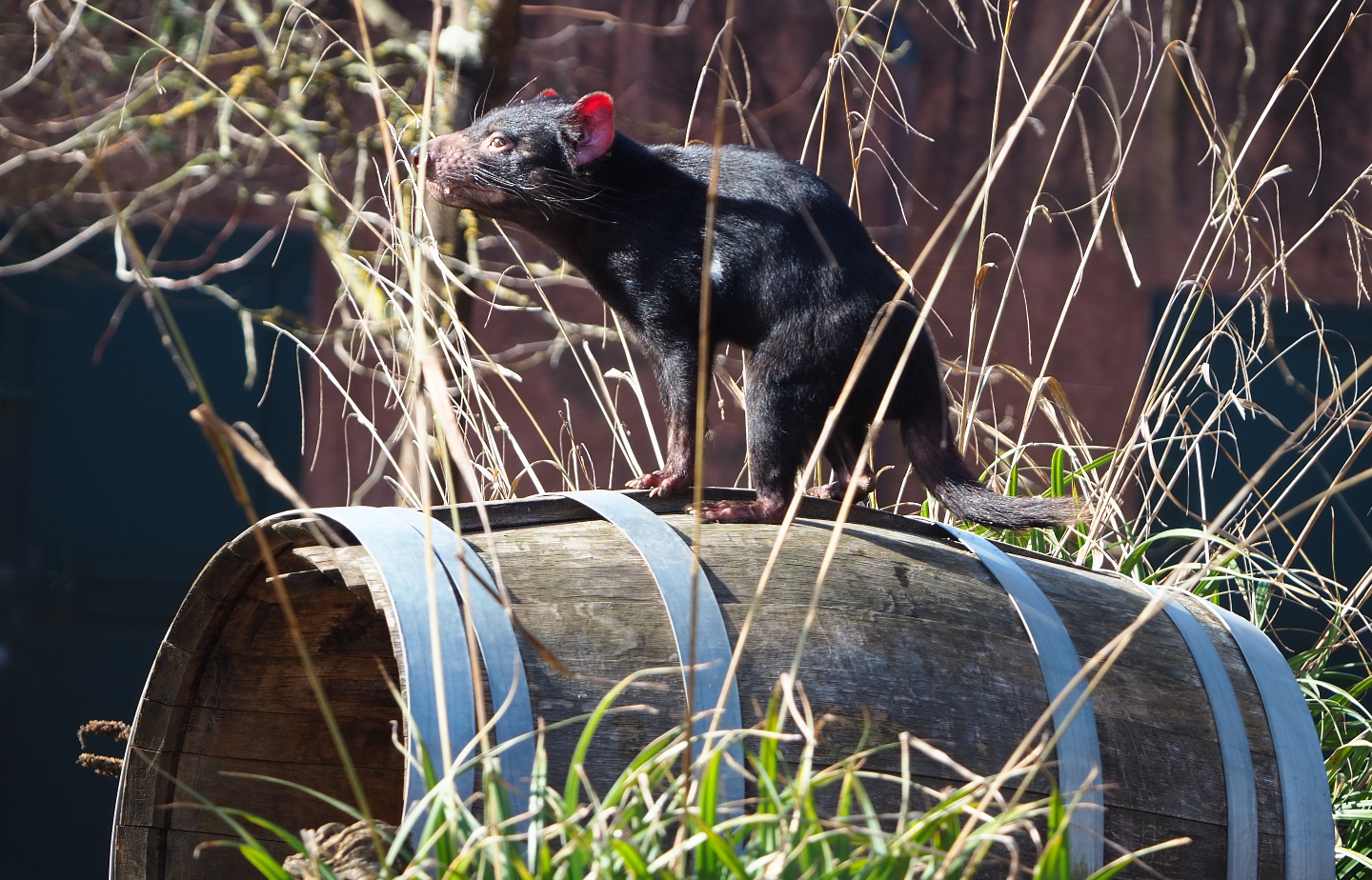 Tasmanian devil (Sarcophilus harrisii) on a barrel, 2021-02-23