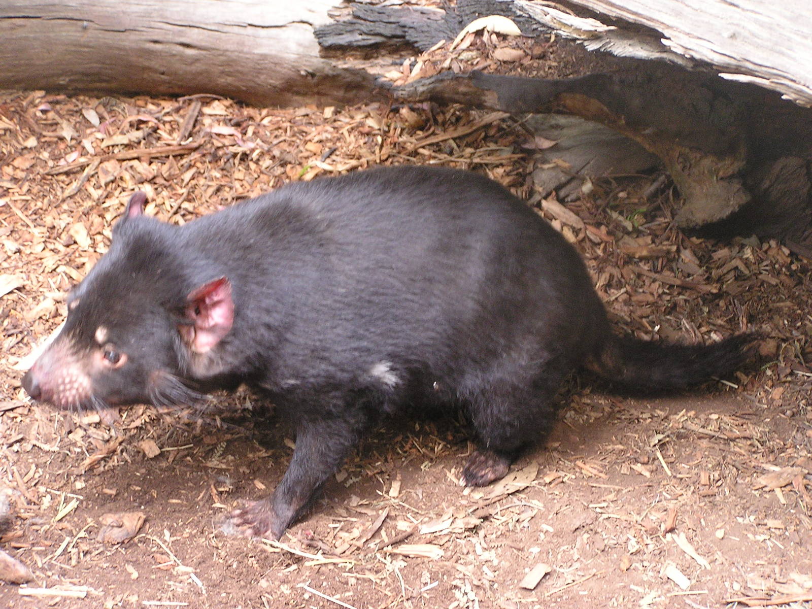 Tasmanian devil/ Sarcophilus harrisii
