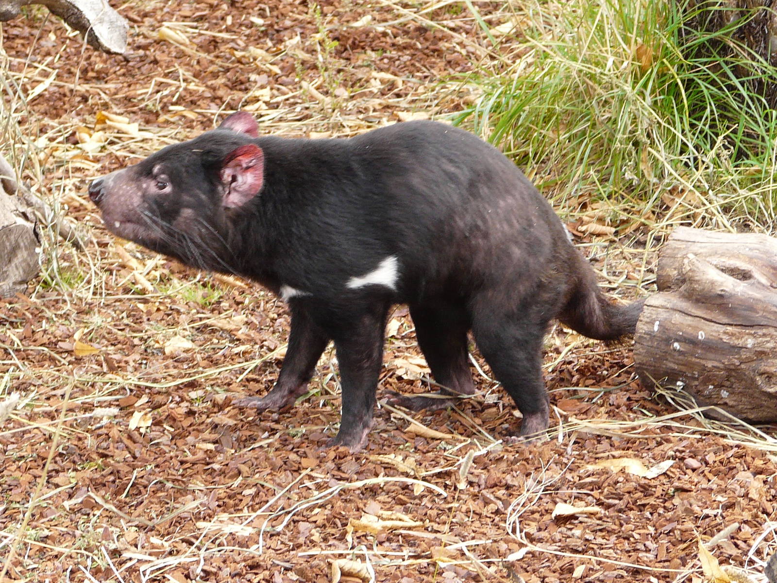 Tasmanian devil/ Sarcophilus harrisii