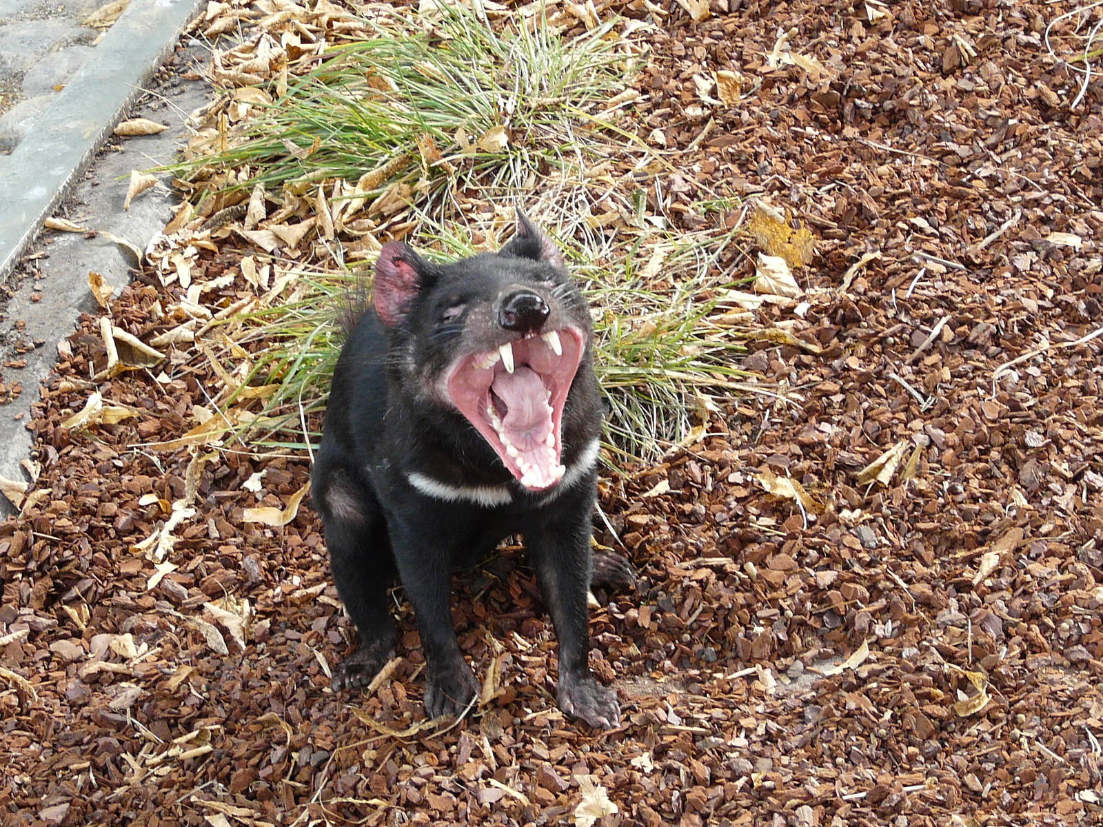 Tasmanian devil/ Sarcophilus harrisii