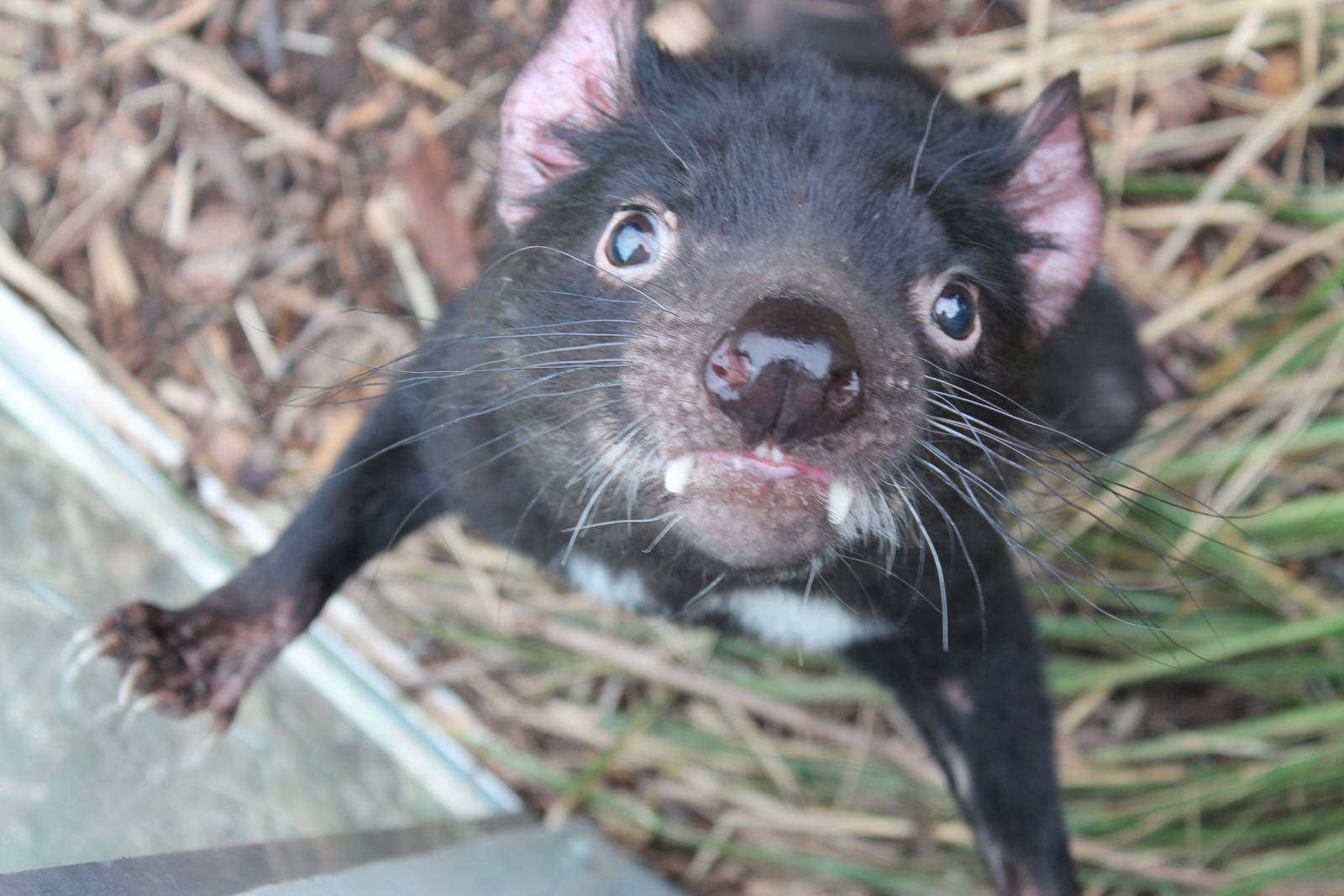 Tasmanian devil (Sarcophilus harrisii)