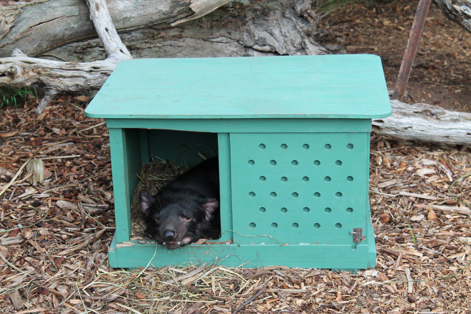 Tasmanian devil (Sarcophilus harrisii)