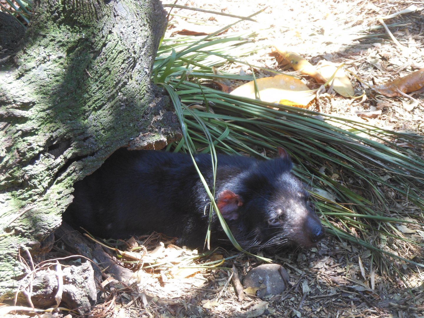 Tasmanian Devil (Sarcophilus harrisii)