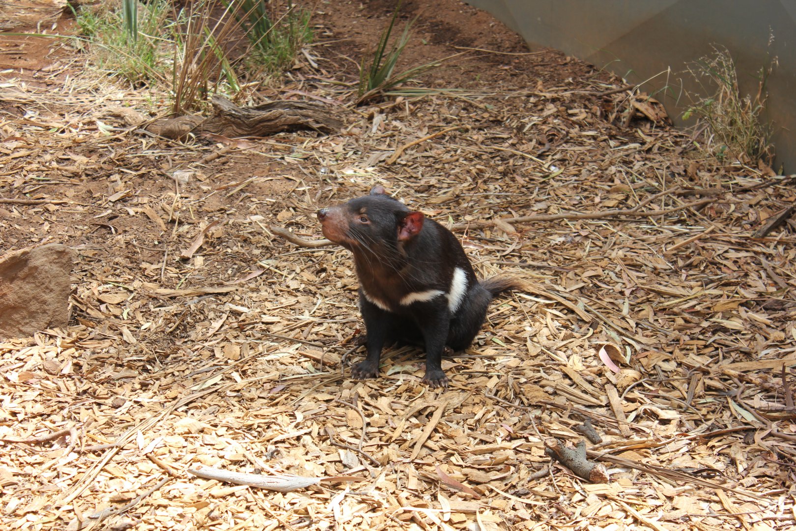 Tasmanian Devil (Sarcophilus harrisii)
