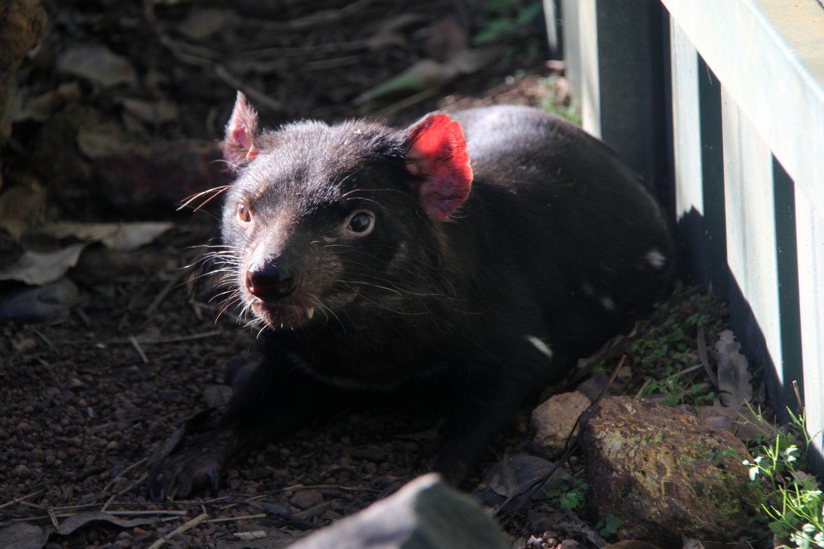 Tasmanian devil (Sarcophilus harrisii)