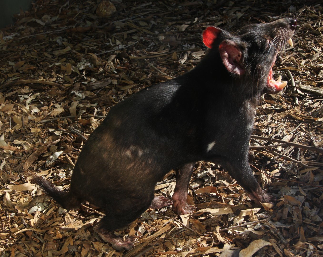 Tasmanian devil (Sarcophilus harrisii)