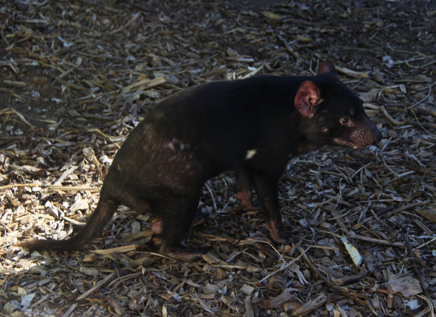 Tasmanian devil (Sarcophilus harrisii)