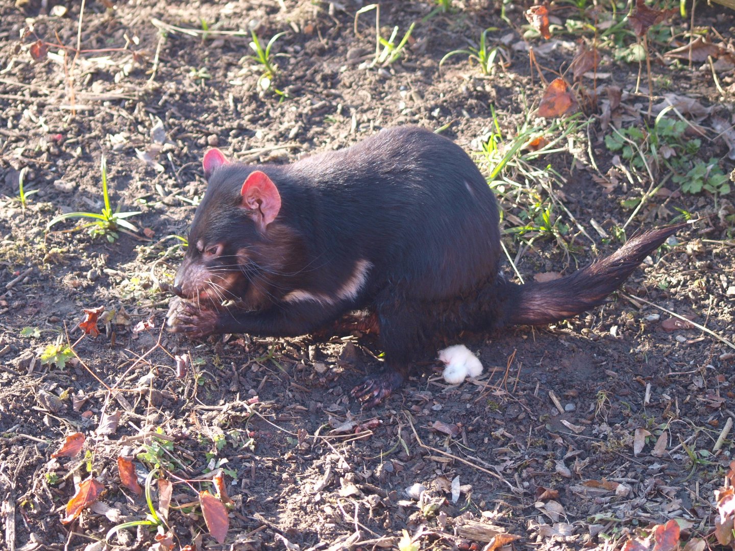 Tasmanian devil (Sarcophilus harrisii)