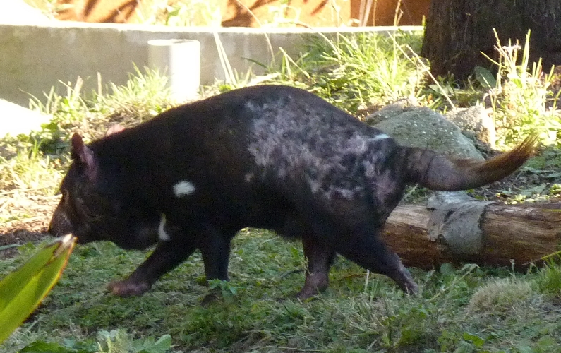 Tasmanian devil (Sarcophilus harrisii)