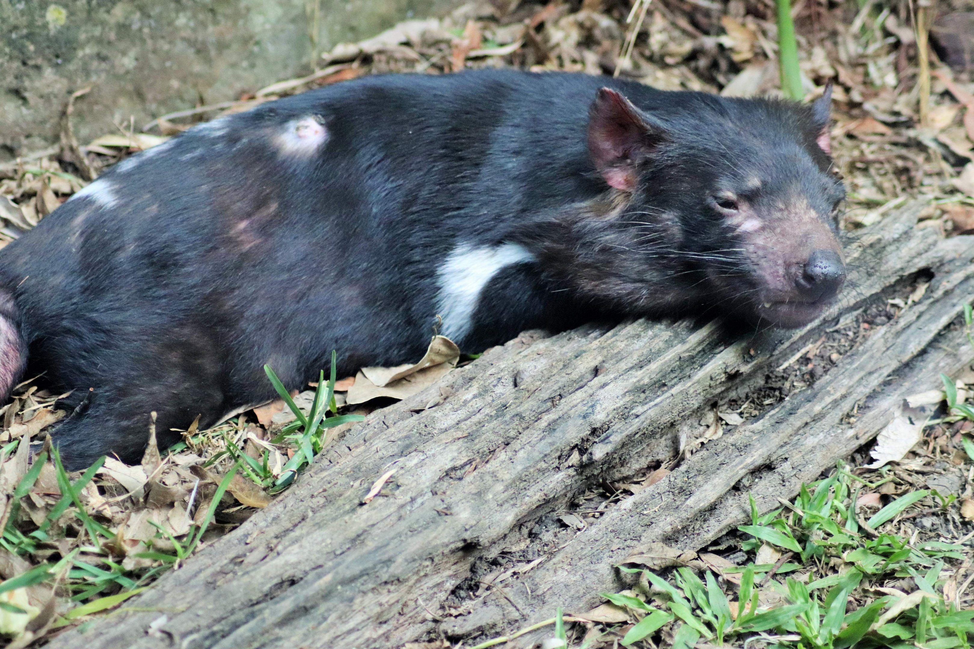 Tasmanian Devil (Sarcophilus harrisii)