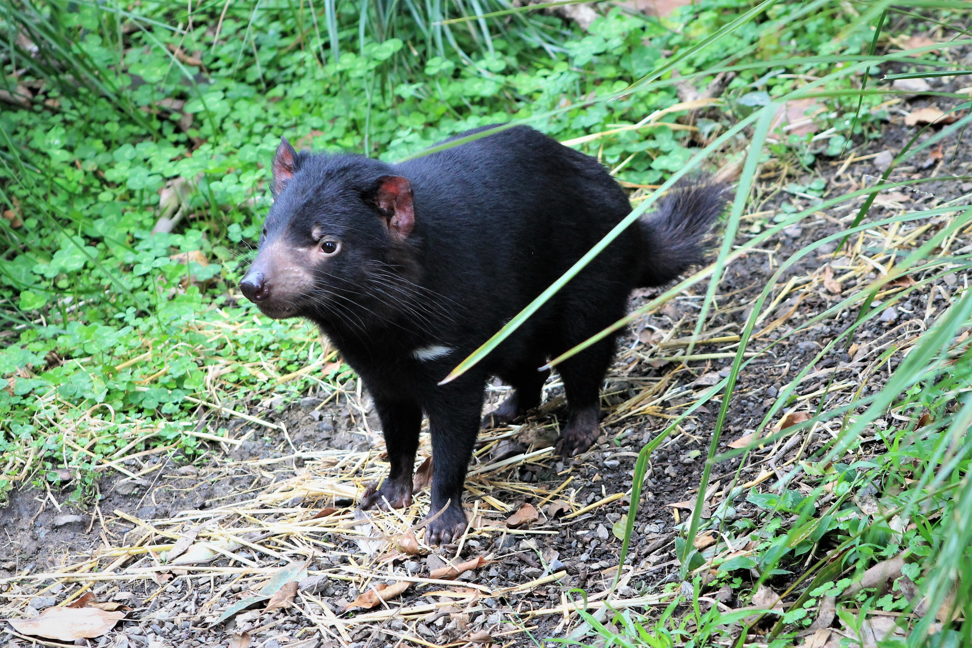 Tasmanian Devil (Sarcophilus harrisii)