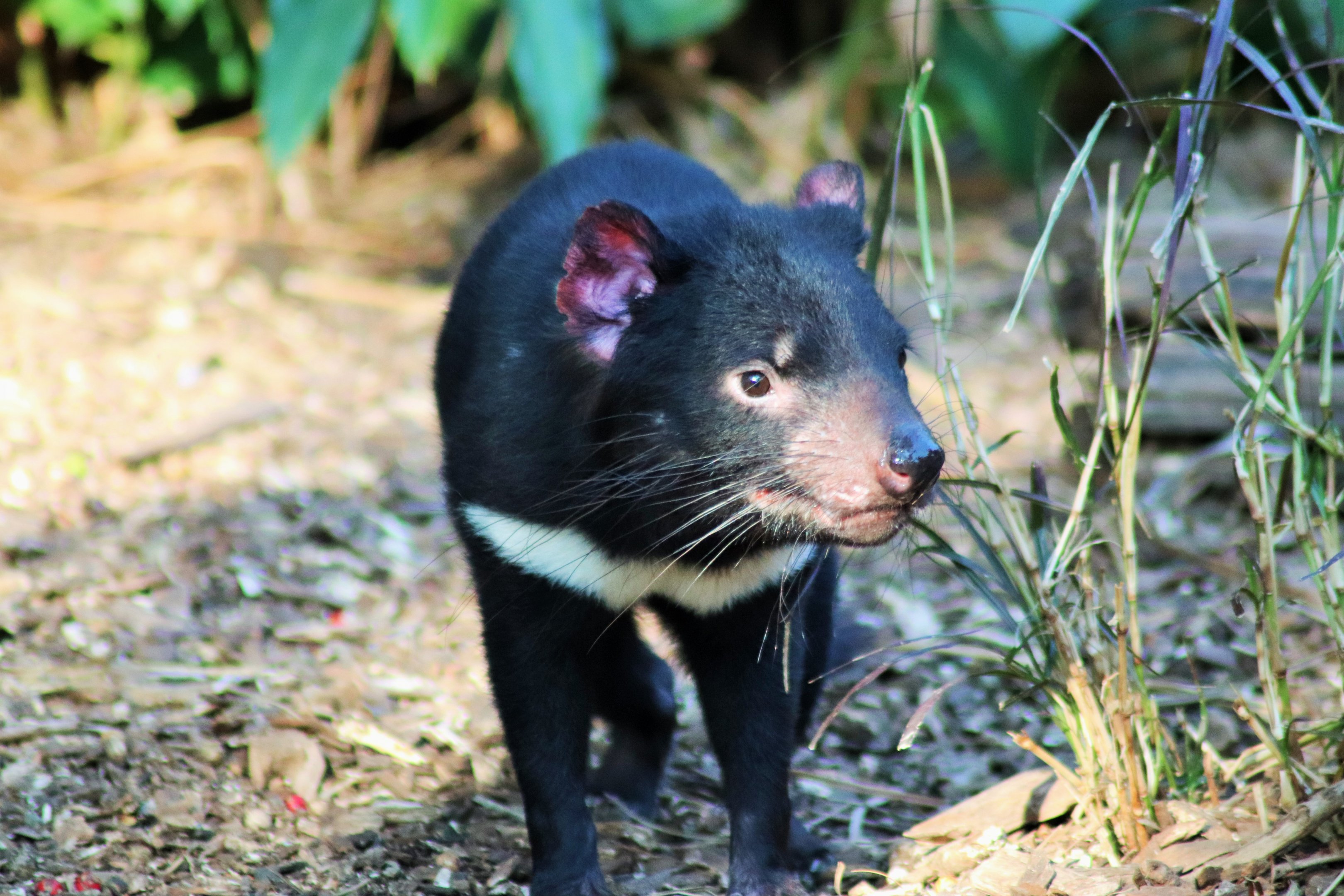 Tasmanian Devil (Sarcophilus harrisii)