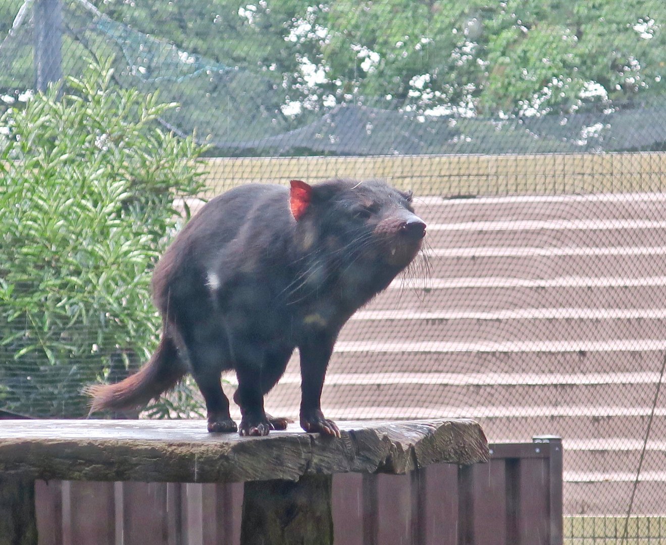 Tasmanian Devil (Sarcophilus harrisii)