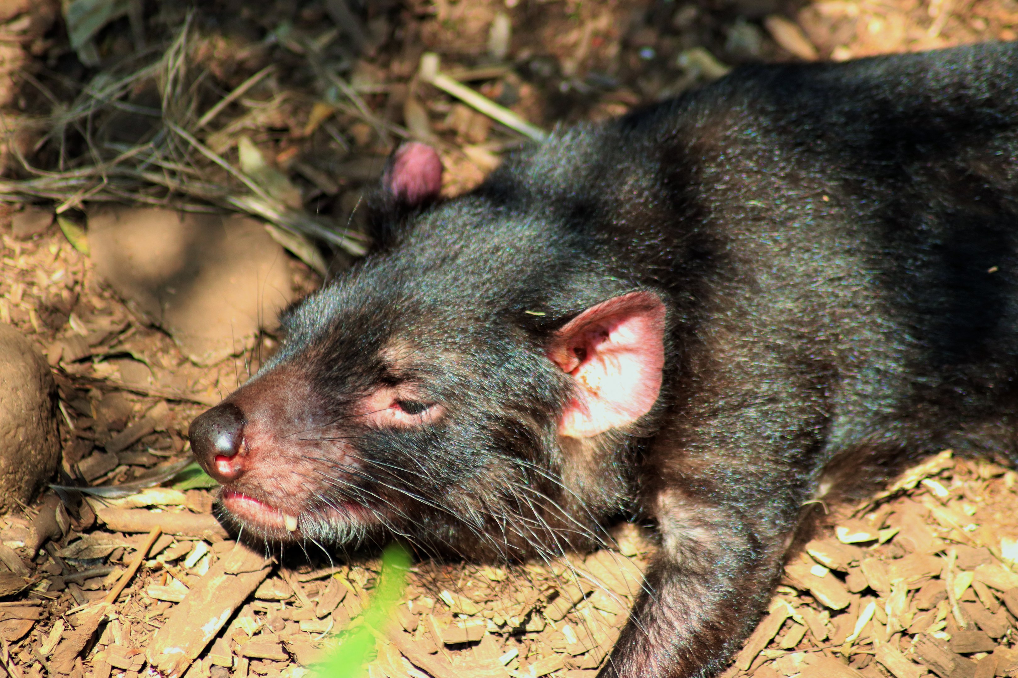 Tasmanian Devil (Sarcophilus harrisii)