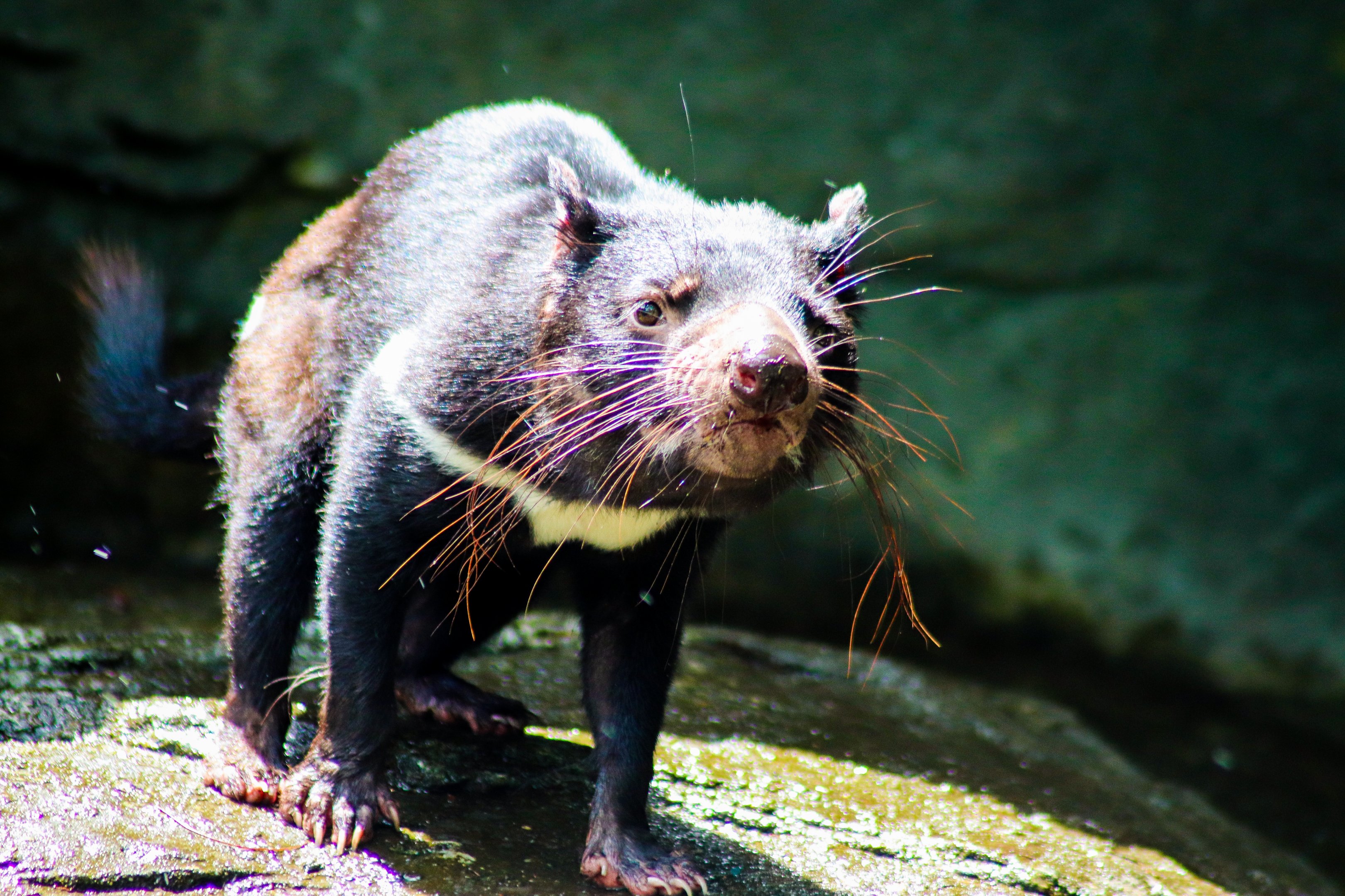 Tasmanian Devil (Sarcophilus harrisii)